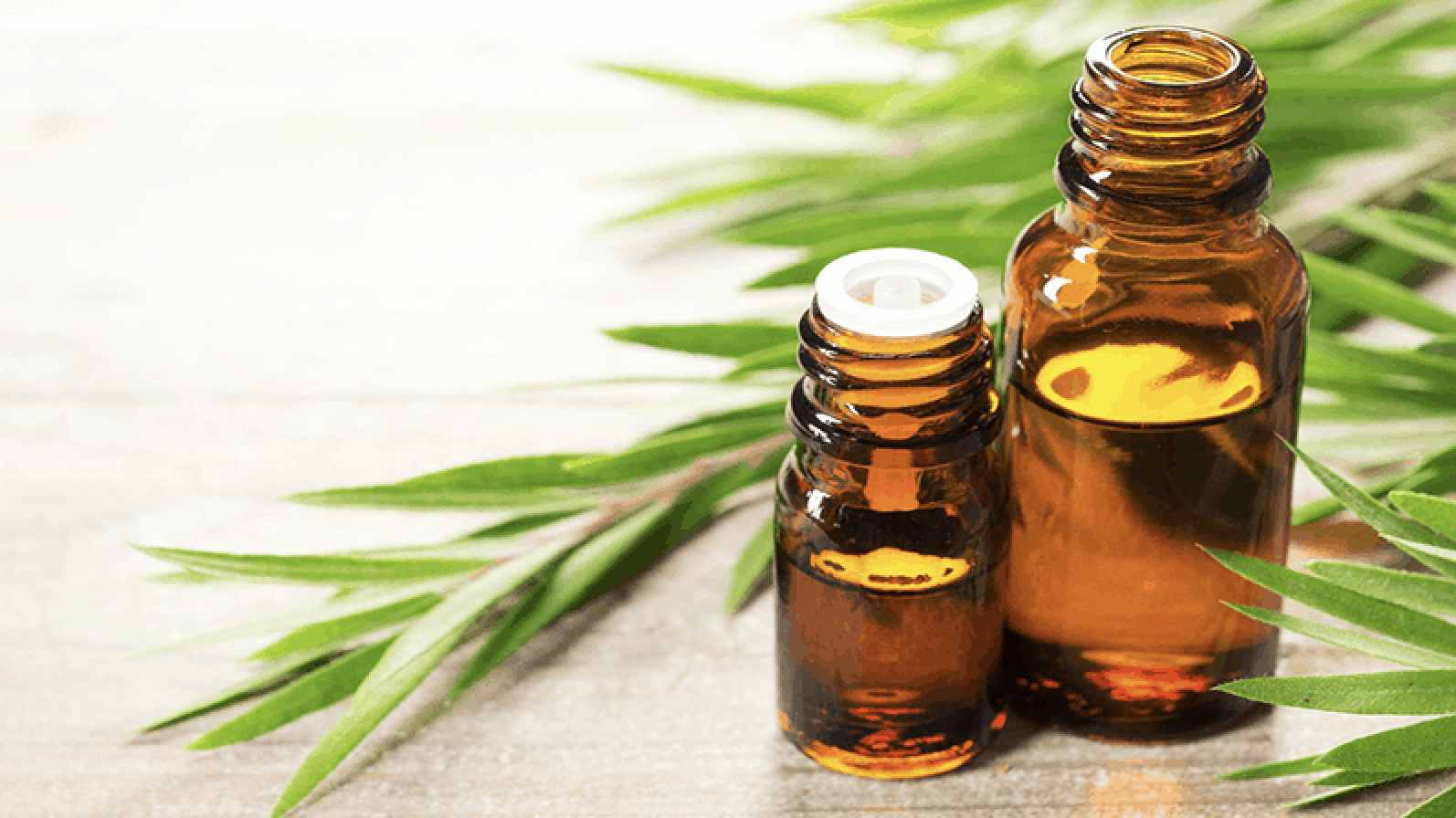 tinh dầu tràm tinh dầu tràm