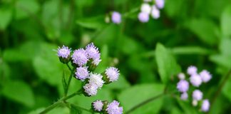 Cây Hoa Ngũ Sắc – Hoa Cứt Lợn hoa cứt lợn