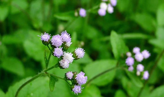 hoa cut lon hoa cứt lợn