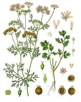 Coriandrum sativum - Köhler–s Medizinal-Pflanzen-193.jpg