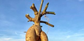 Sâm Bố Chính – Sâm Báo sam bo chinh