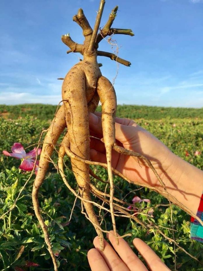 sambochinh sam bo chinh