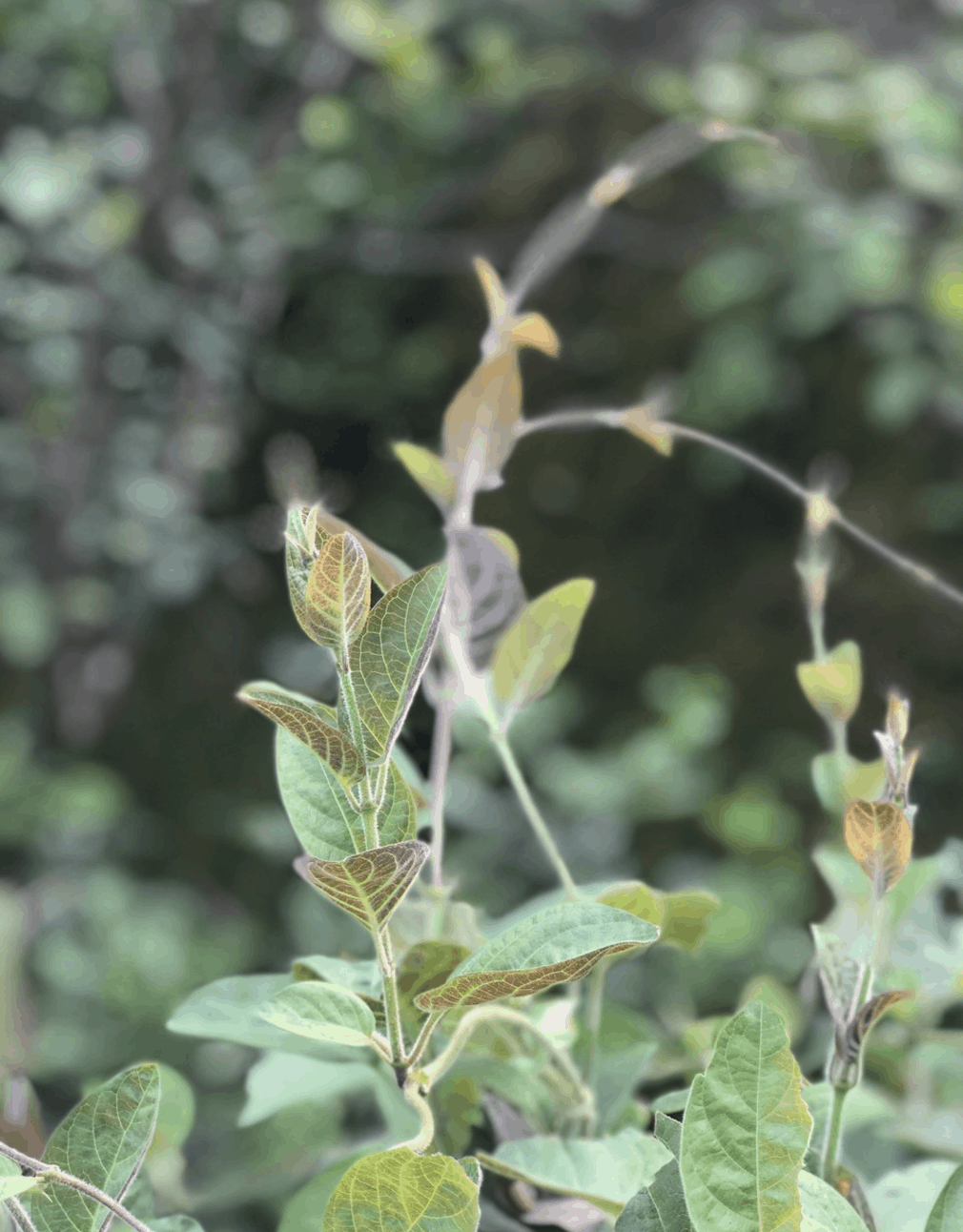 lá mơ lông lá mơ lông