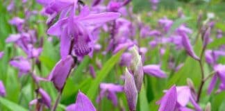 Bạch Cập bạch cập