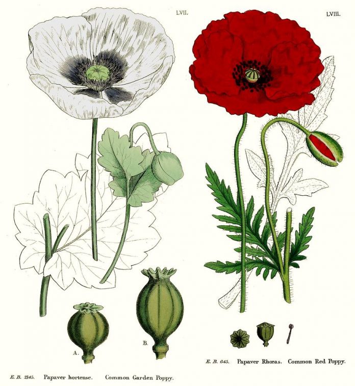 mô tả cây hoa anh túc