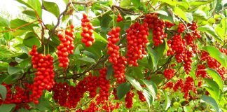 Ngũ Vị Tử ngũ vị tử