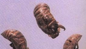 Thuyền Thoái thuyền thoái