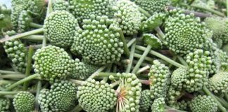 Công dụng tuyệt vời của Trà Hoa Tam Thất