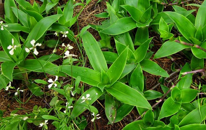 luoc-vang-7414-1 lược vàng