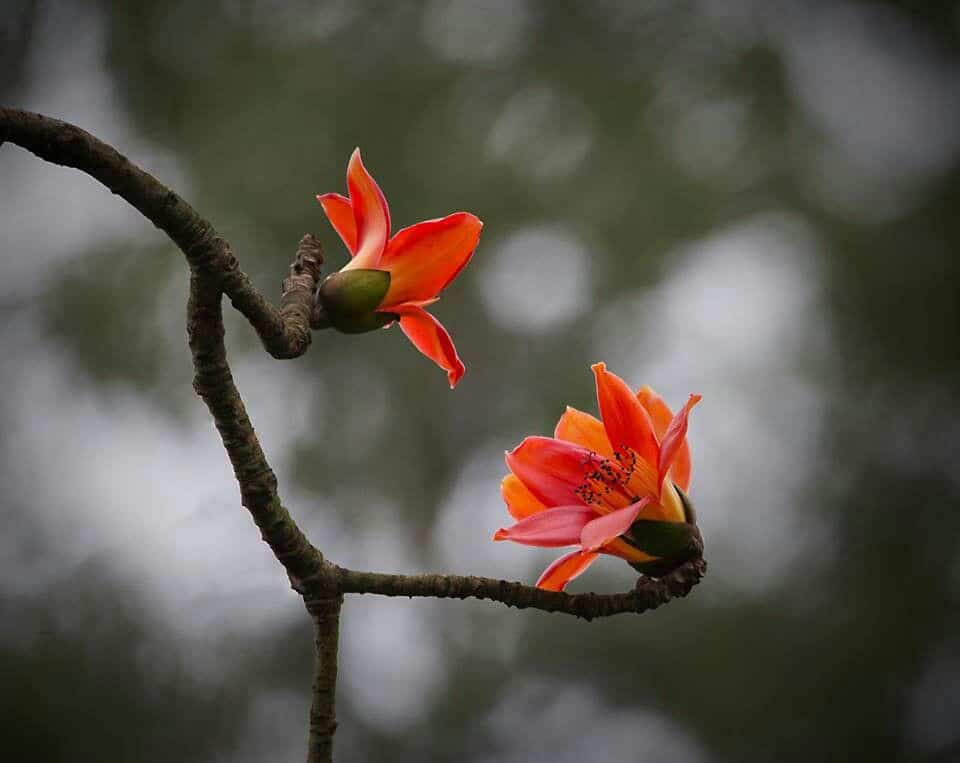 hoa gạo