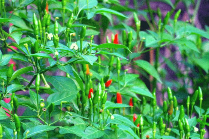 qua-ot-7463 QUẢ ỚT