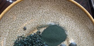 Tảo Xoắn Spirulina tao xoan spirulina
