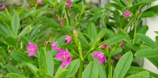 Sâm Mồng Tơi sam mung toi