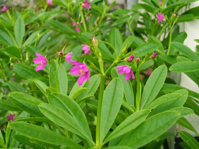 sam-mong-toi-7612 sam mung toi