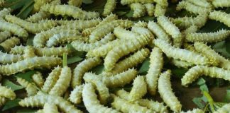 Bạch Cương Tàm – Nhộng Tằm