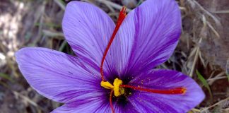 Hoa Nghệ Tây – Saffron hoa nghe tay saffron