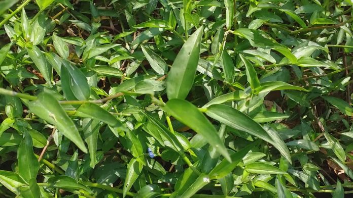 thai-lai-9226 thài lài