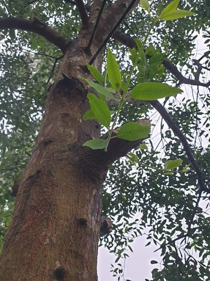 cay dan huong cay dan huong