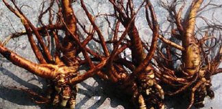 Sâm Đại Quang sam dai quang