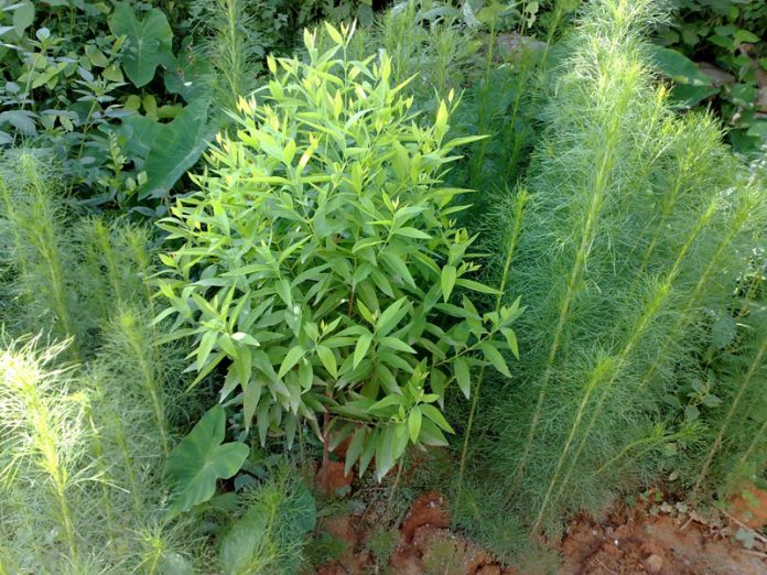 ky thuat trong cay dan huong