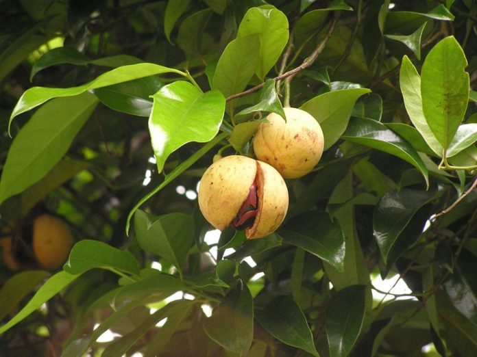 cây nhục đậu khấu cây nhục đậu khấu