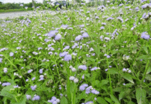 Hoa Cứt Lợn Chữa Viêm Xoang hao cut lon chua benh viem xoang