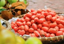 Quả Nhót chữa ho hen, phong thấp hiệu quả quả nhót