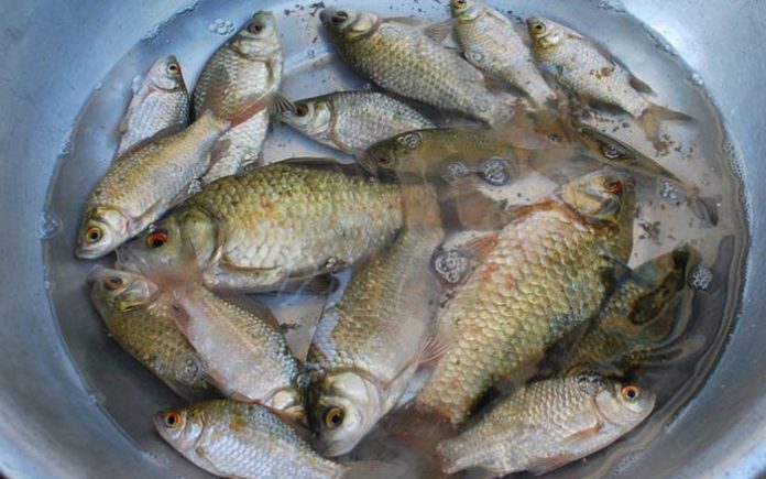 bai-thuoc-hay-tu-ca-diec-246