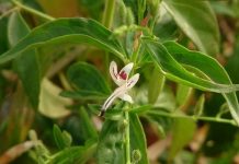 Xuyên Tâm Liên xuyên tâm liên