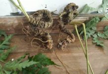 Sâm Vũ Điệp sam vu diep