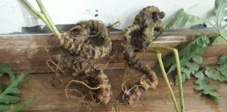 Sâm Vũ Điệp sam vu diep