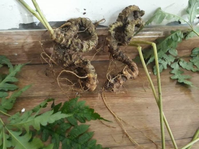 sam-vu-diep-9836 sam vu diep