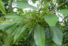 Màng Tang mang tang