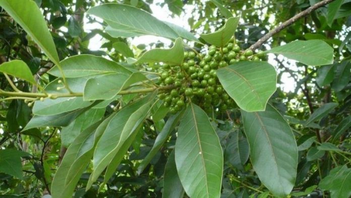 mang-tang-699-1 mang tang