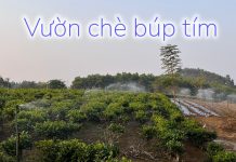 Chè búp tím Phú Thọ – Dược liệu tốt cho sức khỏe che bup tim