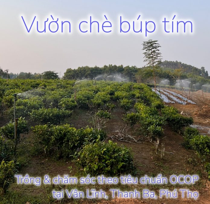 che bup tim ocop 4 sao che bup tim