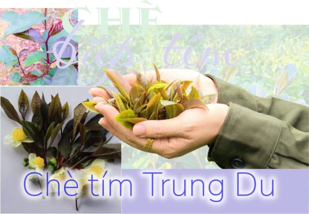 Chè búp tím Phú Thọ - Dược liệu tốt cho sức khỏe | Tin Tức