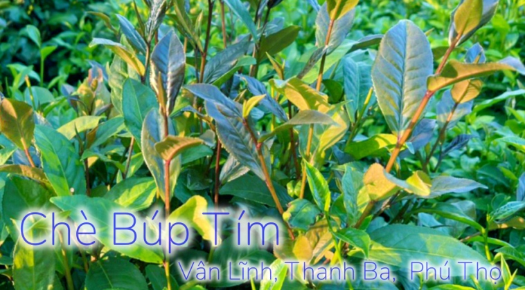 Chè búp tím Phú Thọ - Dược liệu tốt cho sức khỏe | Tin Tức